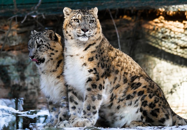 手足口病・ヘルパンギーナの症状と保育園の登園基準