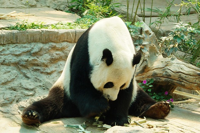 保育園